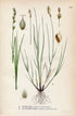 1922 Lesser Saltmarsh Sedge (Carex canescens, Carex glareosa) Vintage Antique Print by Lindman Botanical Flower Book Plate 434