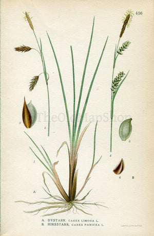 1922 Bog-sedge, Mud sedge, Carnation sedge (Carex limosa, Carex panicea) Vintage Antique Print by Lindman Botanical Flower Book Plate 436