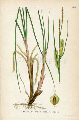 1922 Bottle sedge, Beaked sedge (Carex rostrata) Vintage Antique Print by Lindman Botanical Flower Book Plate 439