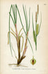 1922 Bottle sedge, Beaked sedge (Carex rostrata) Vintage Antique Print by Lindman Botanical Flower Book Plate 439