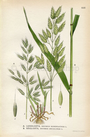 1926 Soft brome, Bull grass, Rye brome (Bromus hordeaceus, Bromus secalinus) Vintage Print by Lindman Botanical Flower Book Plate 446