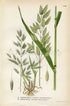 1926 Soft brome, Bull grass, Rye brome (Bromus hordeaceus, Bromus secalinus) Vintage Print by Lindman Botanical Flower Book Plate 446