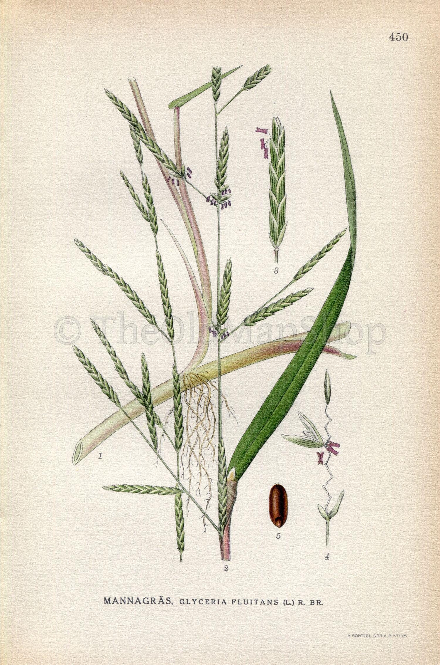 1926 Floating Sweet-grass, Water Mannagrass (Glyceria fluitans) Vintage Antique Print by Lindman Botanical Flower Book Plate 450