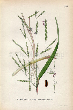 1926 Floating Sweet-grass, Water Mannagrass (Glyceria fluitans) Vintage Antique Print by Lindman Botanical Flower Book Plate 450