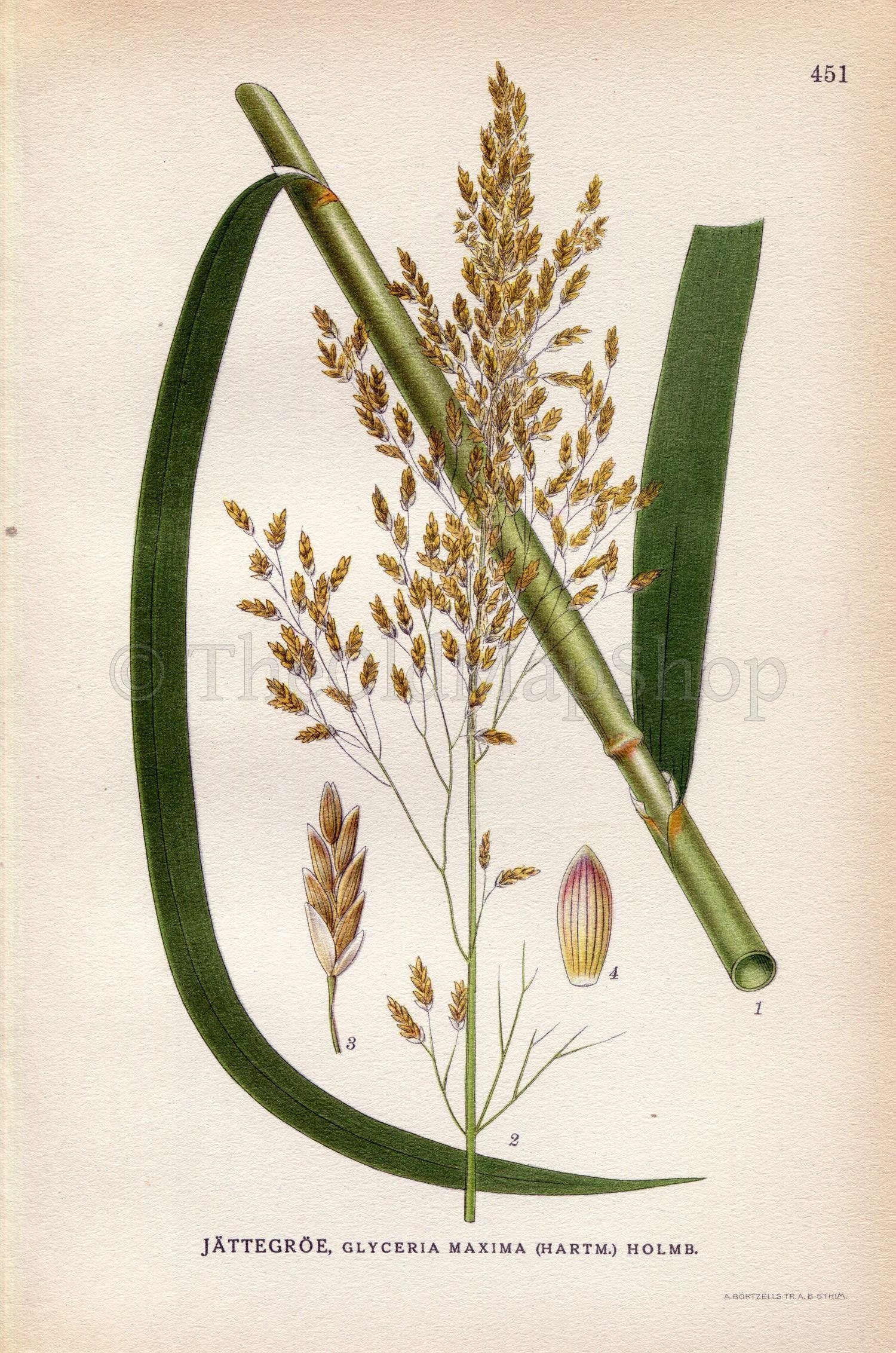 1926 Great Manna Grass, Reed Mannagrass, Reed Sweet-grass (Glyceria maxima) Vintage Antique Print by Lindman Botanical Flower Book Plate 451