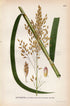 1926 Great Manna Grass, Reed Mannagrass, Reed Sweet-grass (Glyceria maxima) Vintage Antique Print by Lindman Botanical Flower Book Plate 451