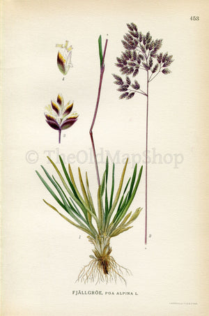 1926 Alpine meadow-grass, Alpine bluegrass (Poa alpina) Vintage Antique Print by Lindman Botanical Flower Book Plate 453