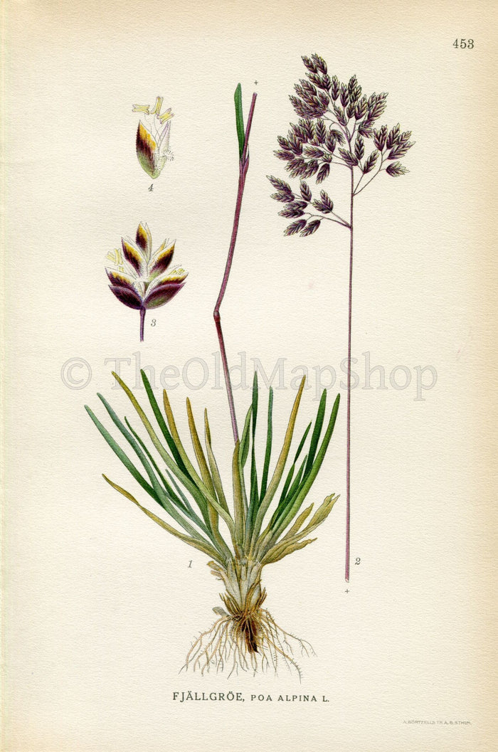 1926 Alpine meadow-grass, Alpine bluegrass (Poa alpina) Vintage Antique Print by Lindman Botanical Flower Book Plate 453