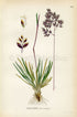 1926 Alpine meadow-grass, Alpine bluegrass (Poa alpina) Vintage Antique Print by Lindman Botanical Flower Book Plate 453