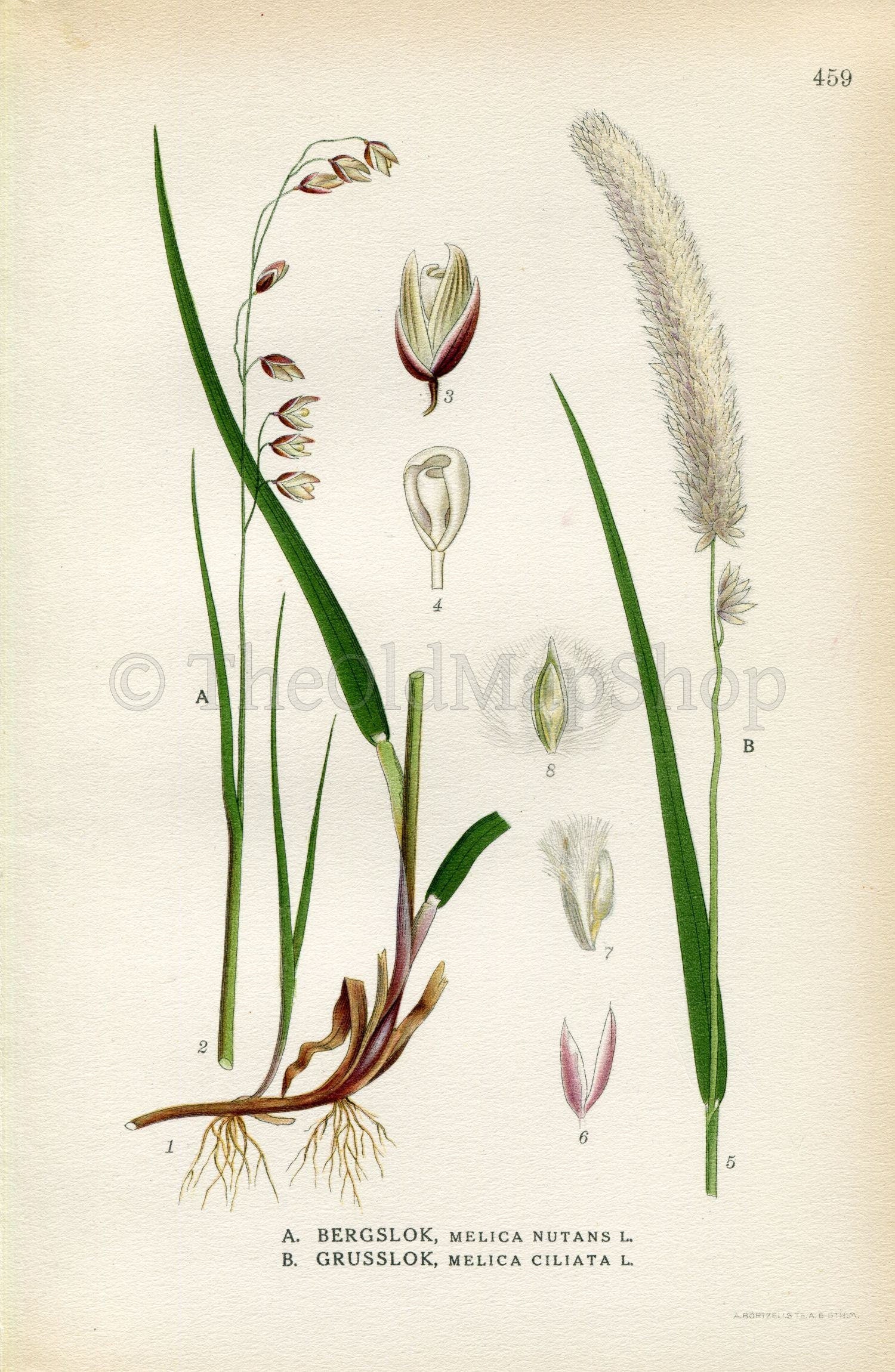 1926 Mountain melick, Hairy melic (Melica nutans, Melica ciliata) Vintage Antique Print by Lindman Botanical Flower Book Plate 459