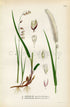1926 Mountain melick, Hairy melic (Melica nutans, Melica ciliata) Vintage Antique Print by Lindman Botanical Flower Book Plate 459
