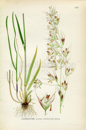 1926 Downy oat-grass, Helictotrichon pubescens (Avena pubescens) Vintage Antique Print by Lindman Botanical Flower Book Plate 460