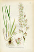 1926 Downy oat-grass, Helictotrichon pubescens (Avena pubescens) Vintage Antique Print by Lindman Botanical Flower Book Plate 460