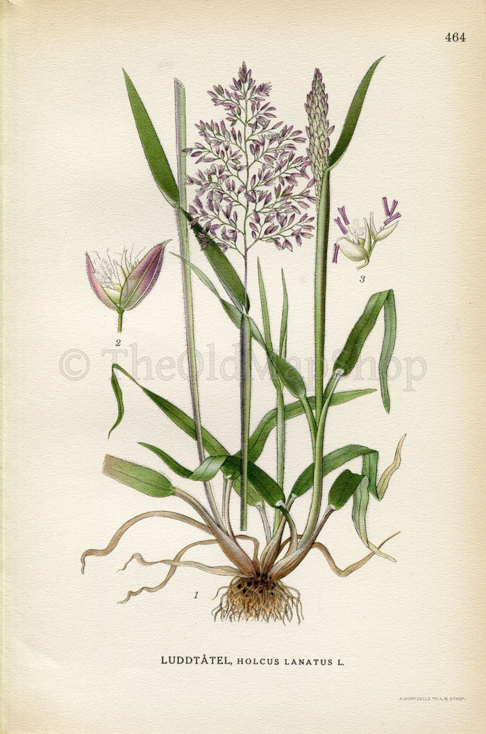 1926 Yorkshire fog, Tufted grass, Velvet Grass (Holcus lanatus) Vintage Antique Print by Lindman Botanical Flower Book Plate 464
