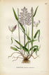 1926 Yorkshire fog, Tufted grass, Velvet Grass (Holcus lanatus) Vintage Antique Print by Lindman Botanical Flower Book Plate 464