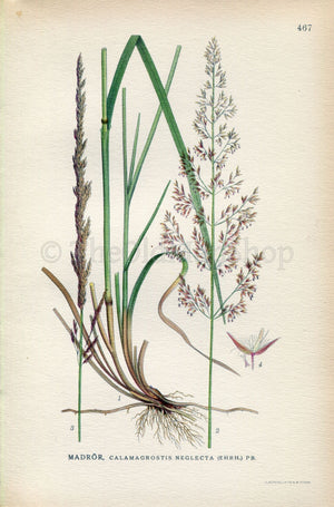 1926 Slim-stem Small Reed Grass, Calamagrostis stricta (Calamagrostis neglecta) Vintage Print by Lindman Botanical Flower Book Plate 467
