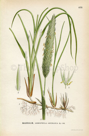1926 European Marram grass, European beachgrass (Ammophila arenaria) Vintage Antique Print by Lindman Botanical Flower Book Plate 468