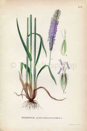 1926 Meadow foxtail (Alopecurus pratensis) Vintage Antique Print by Lindman Botanical Flower Book Plate 472