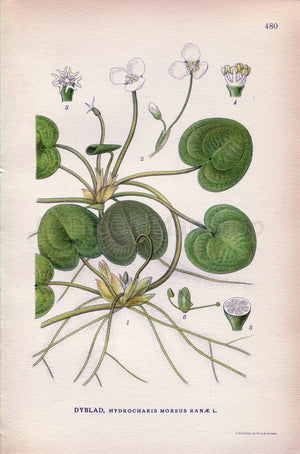 1926 Common Frogbit, European Frog's-bit (Hydrocharis morsus-ranae) Vintage Antique Print by Lindman Botanical Flower Book Plate 480