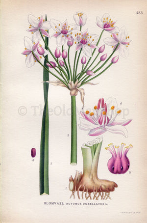 1926 Flowering rush, Grass rush (Butomus umbellatus) Vintage Antique Print by Lindman Botanical Flower Book Plate 483, Green, Pink