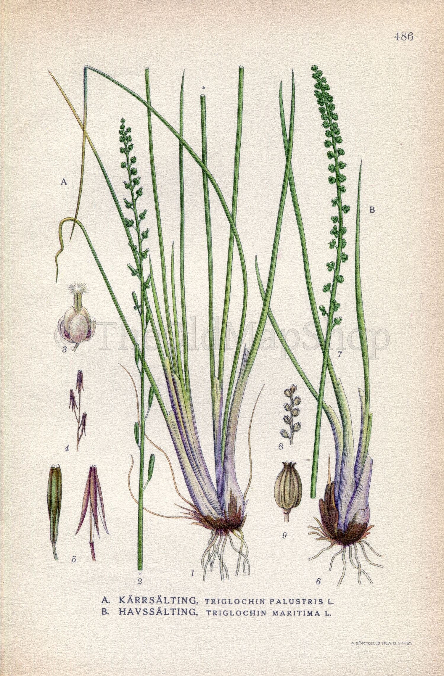 1926 Marsh Arrowgrass, Sea arrowgrass (Triglochin palustris, Triglochin maritima) Vintage Print by Lindman Botanical Flower Book Plate 486