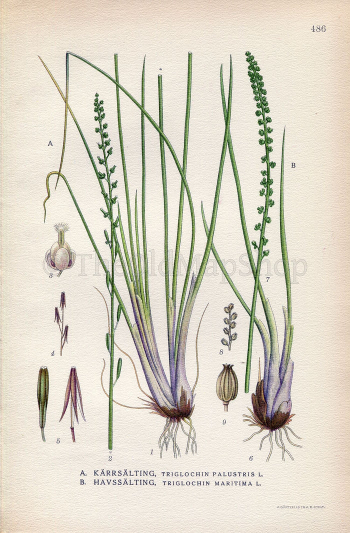 1926 Marsh Arrowgrass, Sea arrowgrass (Triglochin palustris, Triglochin maritima) Vintage Print by Lindman Botanical Flower Book Plate 486