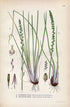 1926 Marsh Arrowgrass, Sea arrowgrass (Triglochin palustris, Triglochin maritima) Vintage Print by Lindman Botanical Flower Book Plate 486