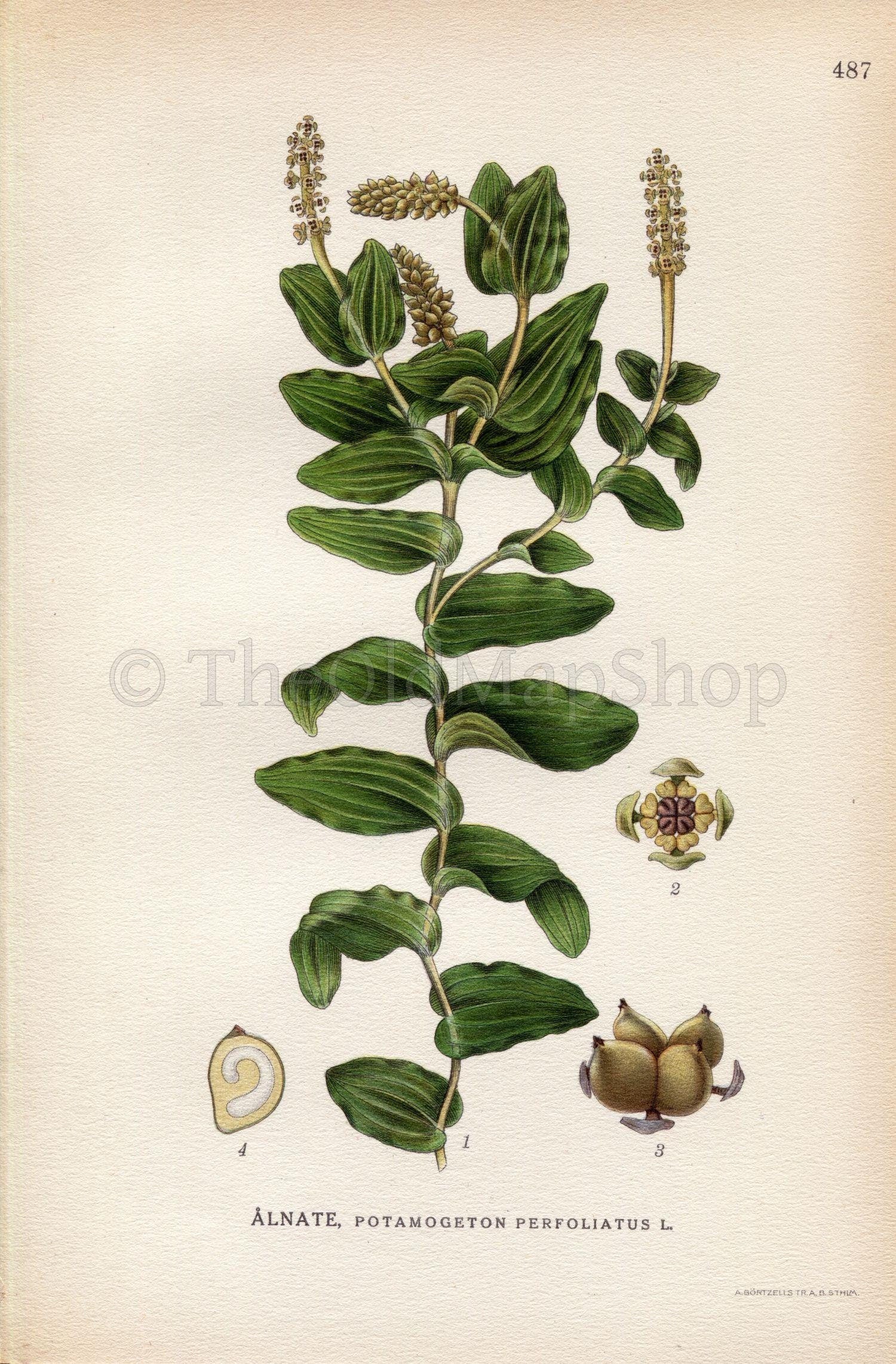 1926 Perfoliate Pondweed, Redhead Grass (Potamogeton perfoliatus) Vintage Antique Print by Lindman Botanical Flower Book Plate 487