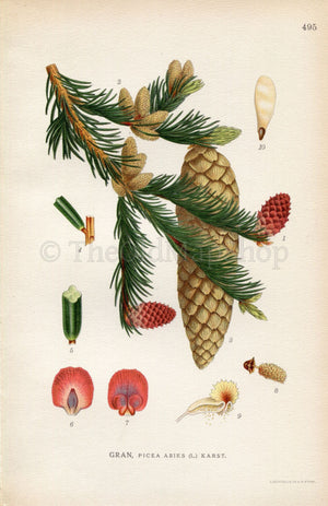 1926 Norway spruce, European spruce Tree (Picea abies) Vintage Antique Print by Lindman Botanical Flower Book Plate 495, Green, Red