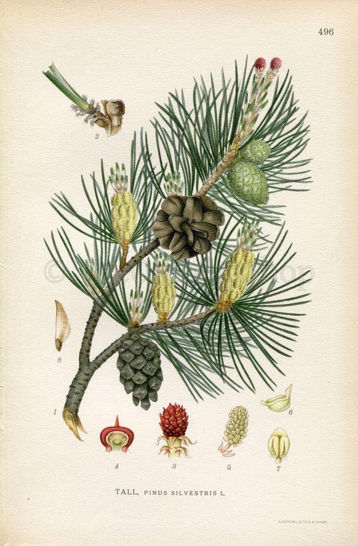 1926 Scots pine, Scotch Pine, Pine Tree (Pinus sylvestris) Vintage Antique Print by Lindman Botanical Flower Book Plate 496, Green, Red
