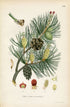 1926 Scots pine, Scotch Pine, Pine Tree (Pinus sylvestris) Vintage Antique Print by Lindman Botanical Flower Book Plate 496, Green, Red