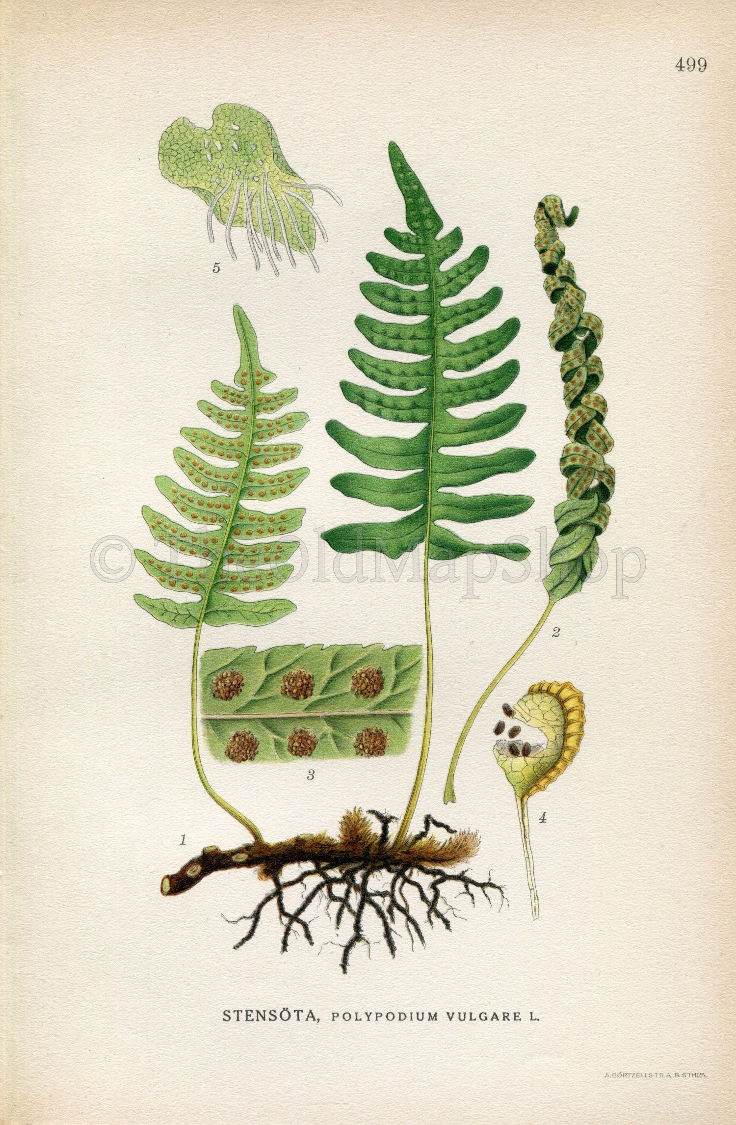 1926 Common Polypody, Fern (Polypodium vulgare) Vintage Antique Print by Lindman Botanical Flower Book Plate 499, Green
