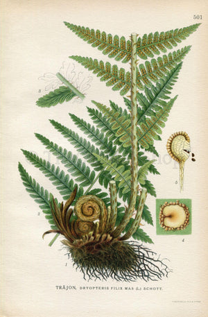 1926 Male Fern, Worm fern (Dryopteris filix-mas) Vintage Antique Print by Lindman Botanical Flower Book Plate 501, Green