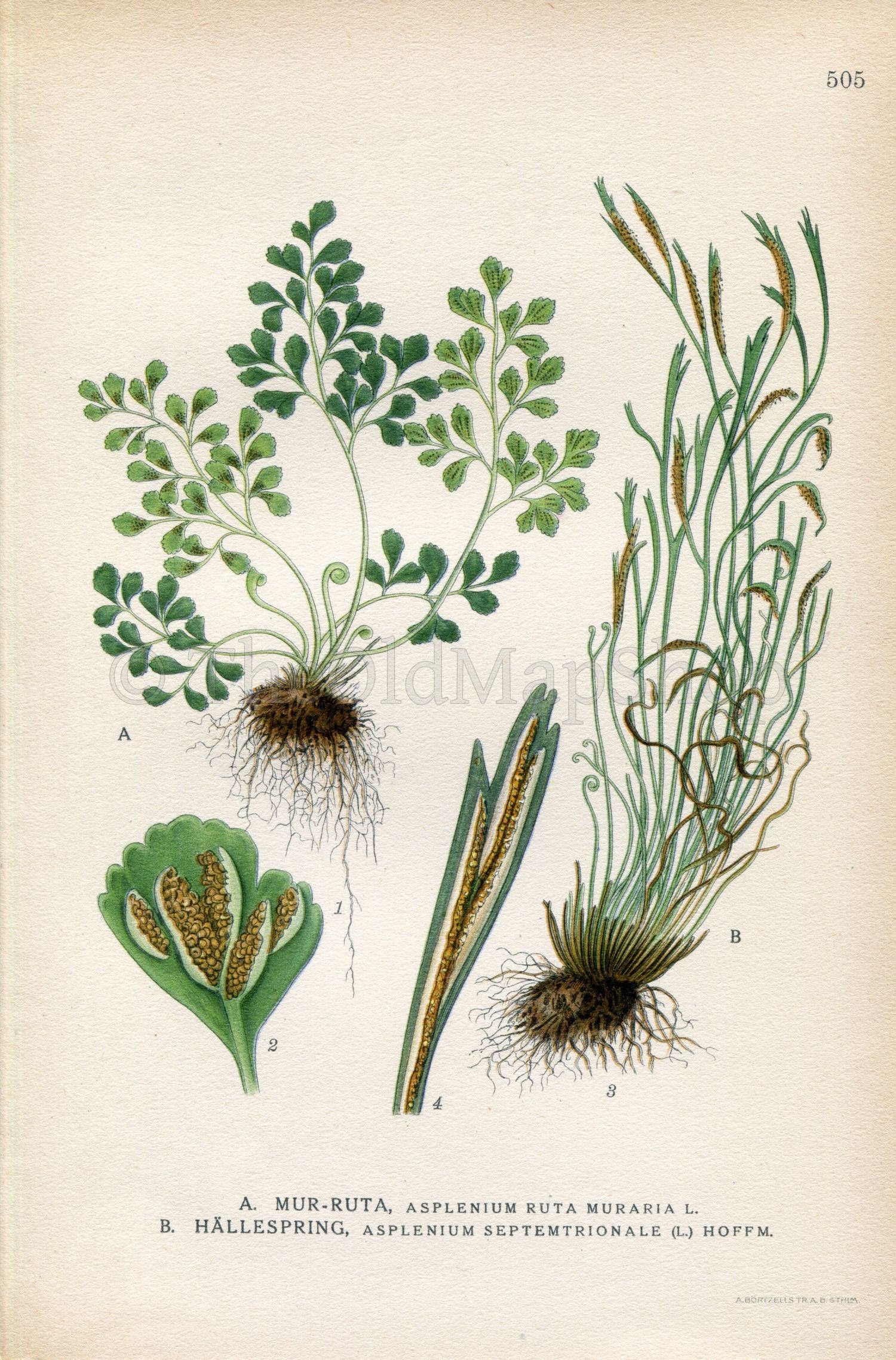 1926 Wall-rue, Northern Spleenwort (Asplenium ruta-muraria, Asplenium septentrionale) Vintage Print Lindman Botanical Flower Book Plate 505
