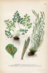 1926 Wall-rue, Northern Spleenwort (Asplenium ruta-muraria, Asplenium septentrionale) Vintage Print Lindman Botanical Flower Book Plate 505