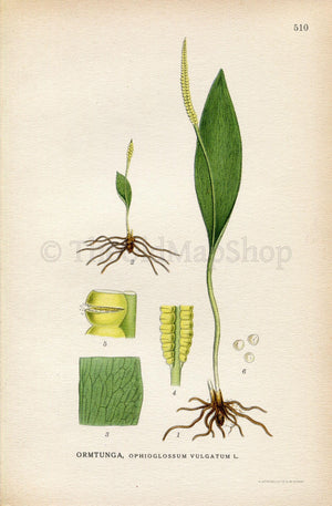 1926 Adders-tongue fern (Ophioglossum vulgatum) Vintage Antique Print by Lindman Botanical Flower Book Plate 510, Green