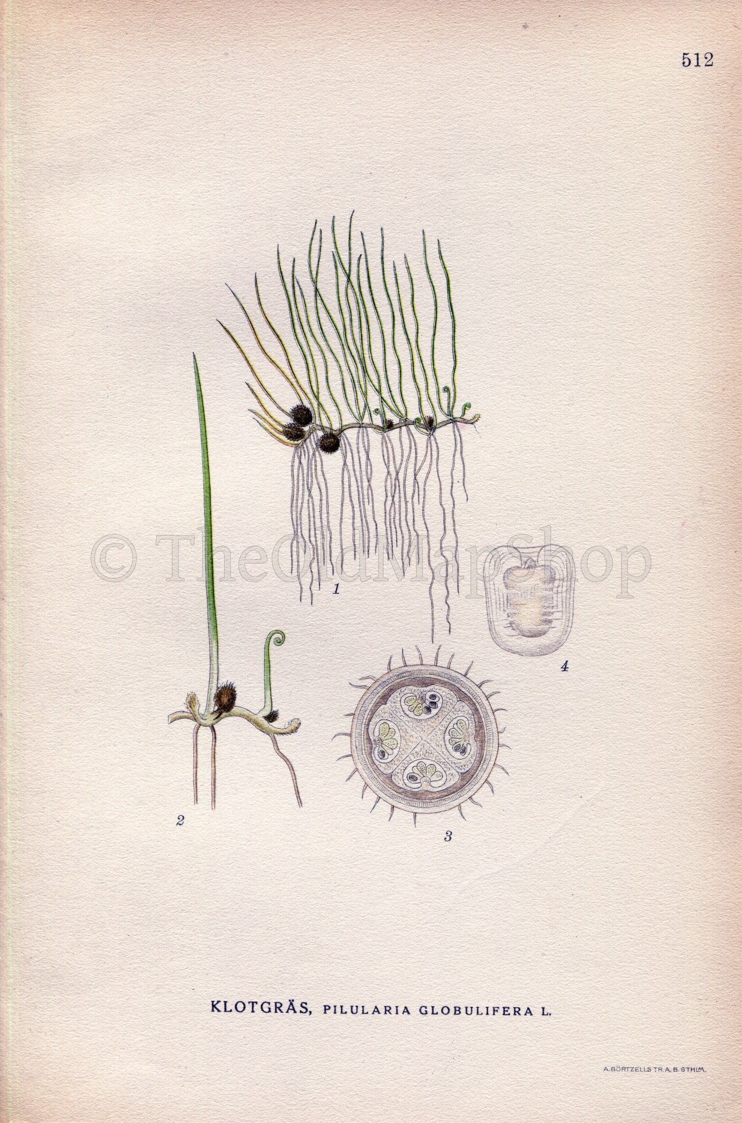 1926 Pillwort Fern (Pilularia globulifera) Vintage Antique Print by Lindman Botanical Flower Book Plate 512, Green