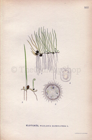 1926 Pillwort Fern (Pilularia globulifera) Vintage Antique Print by Lindman Botanical Flower Book Plate 512, Green
