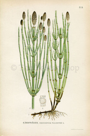 1926 Marsh Horsetail (Equisetum palustre) Vintage Antique Print by Lindman Botanical Flower Book Plate 514, Green