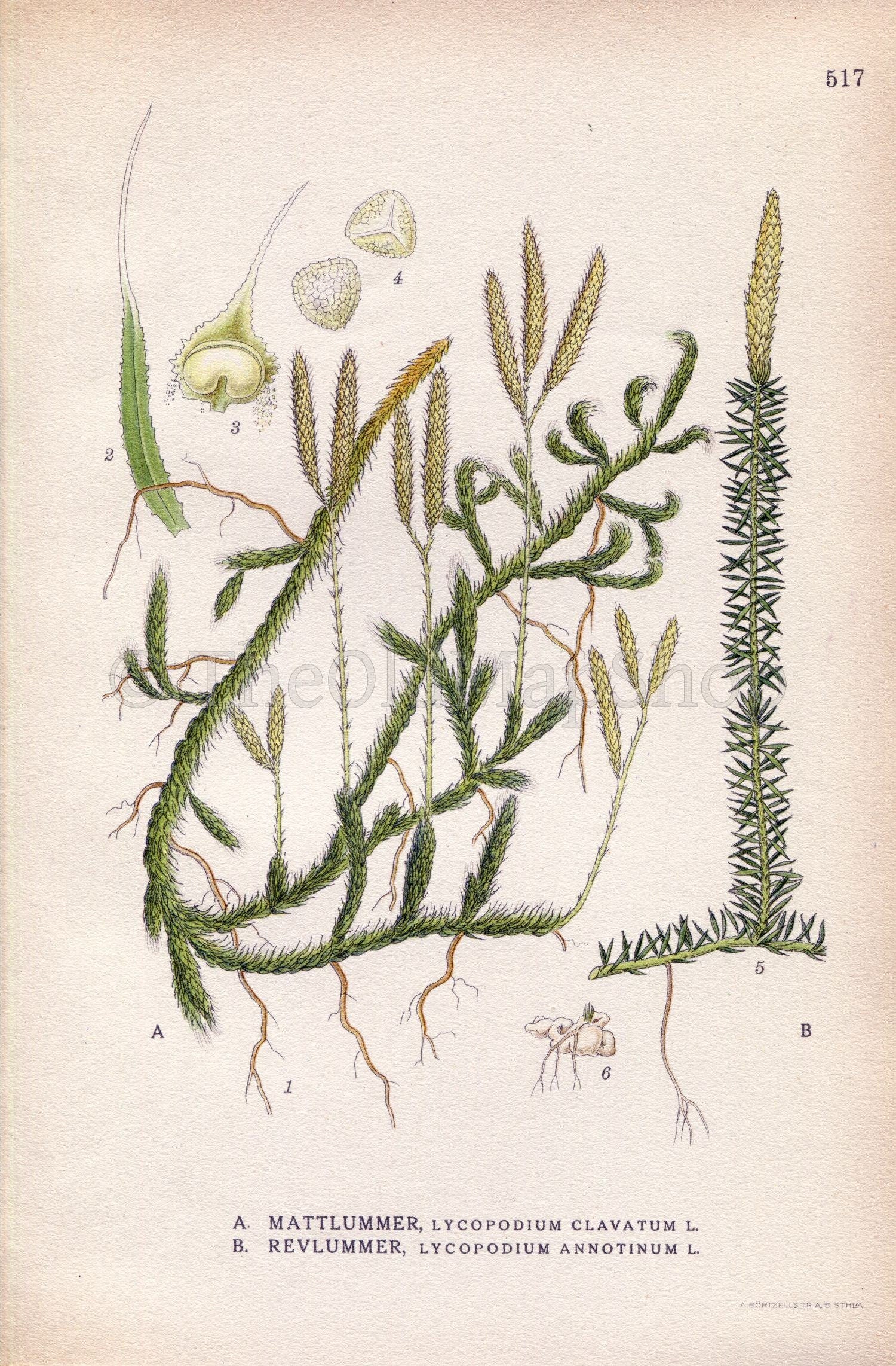 1926 Common Club Mos, Stag's-horn clubmoss (Lycopodium clavatum) Vintage Antique Print by Lindman Botanical Flower Book Plate 517
