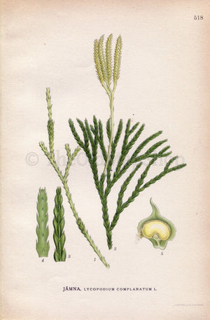 1926 Groundcedar, Creeping Jenny (Lycopodium complanatum) Vintage Antique Print by Lindman Botanical Flower Book Plate 518, Green