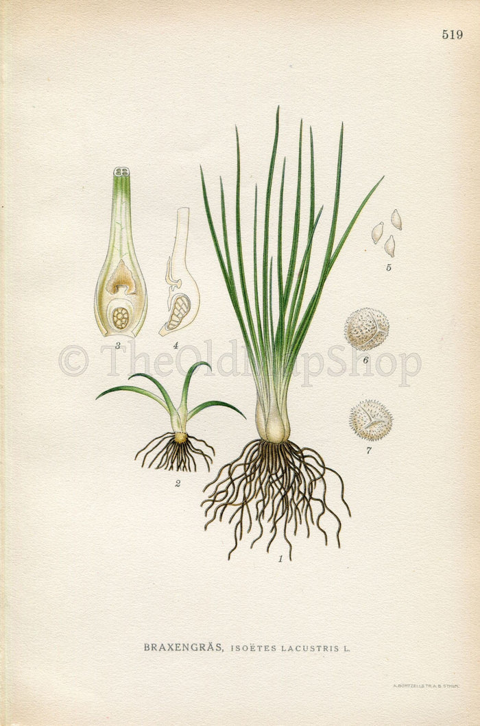 1926 Lake Quillwort, Merlin's grass (Isoetes lacustris) Vintage Antique Print by Lindman Botanical Flower Book Plate 519, Green