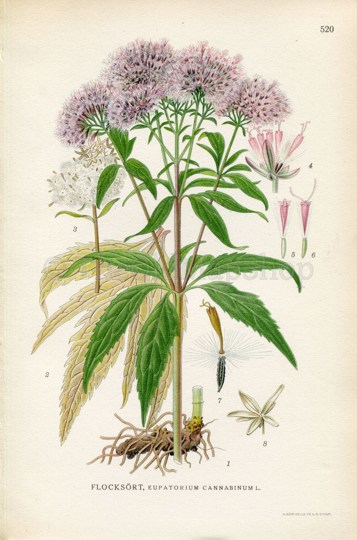 1926 Hemp-agrimony, Holy rope (Eupatorium cannabinum) Vintage Antique Print by Lindman Botanical Flower Book Plate 520, Green