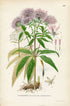 1926 Hemp-agrimony, Holy rope (Eupatorium cannabinum) Vintage Antique Print by Lindman Botanical Flower Book Plate 520, Green