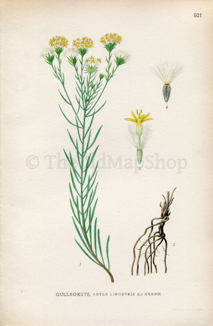 1926 Goldilocks Aster, Galatella linosyris (Aster linosyris) Vintage Antique Print by Lindman Botanical Flower Book Plate 521, Green, Yellow