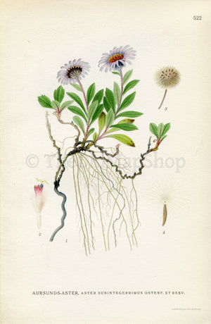 1926 Siberian aster, Arctic aster, Eurybia sibirica (Aster subintegerrimus) Vintage Antique Print by Lindman Botanical Flower Book Plate 522