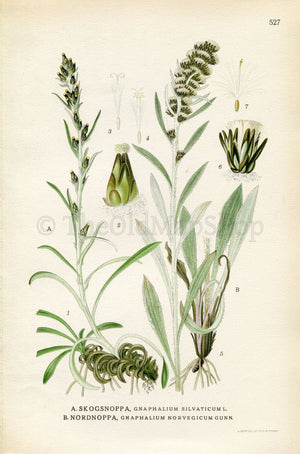 1926 Heath Cudweed, Highland cudweed (Gnaphalium sylvaticum, Gnaphalium norvegicum) Vintage Print by Lindman Botanical Flower Book Plate 527