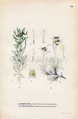 1926 Marsh cudweed, Dwarf Cudweed (Gnaphalium uliginosum, Gnaphalium supinum) Vintage Print by Lindman Botanical Flower Book Plate 528
