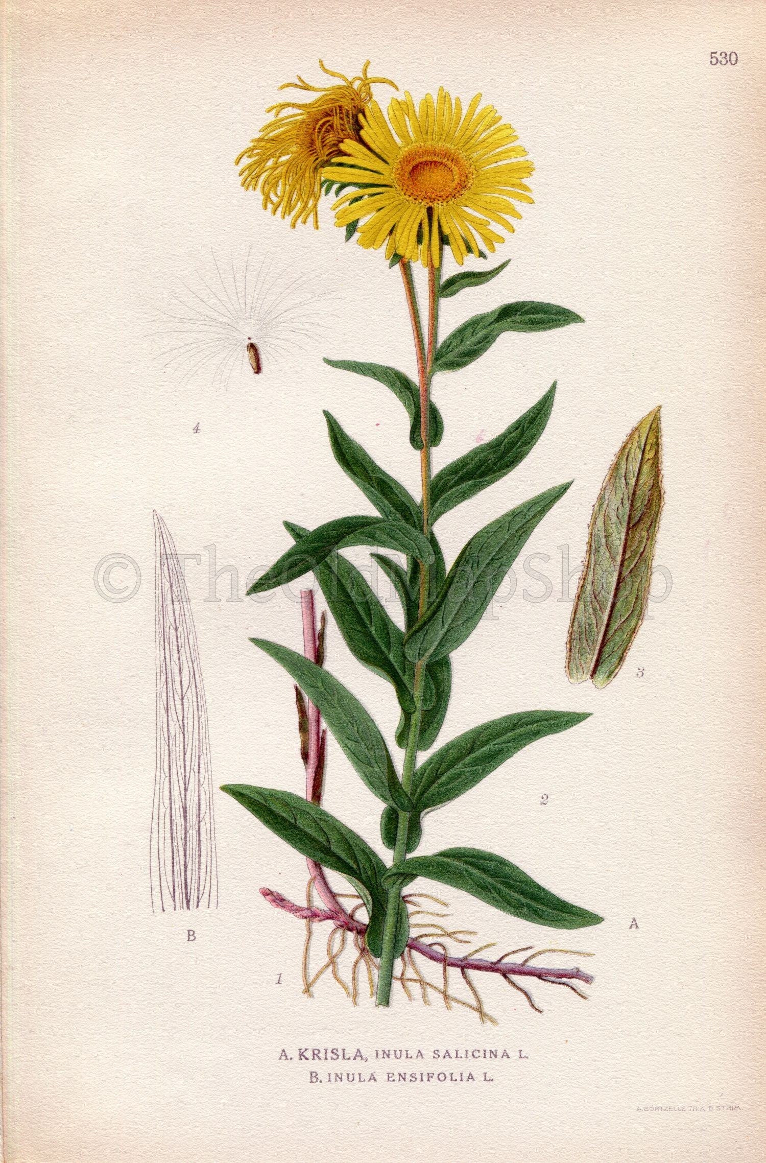 1926 Irish Fleabane, Narrow-leaved inula (Inula salicina, Inula Ensifolia) Vintage Antique Print by Lindman Botanical Flower Book Plate 530