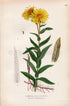 1926 Irish Fleabane, Narrow-leaved inula (Inula salicina, Inula Ensifolia) Vintage Antique Print by Lindman Botanical Flower Book Plate 530